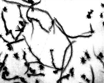 Ant Drawing 1 - 00.02.02